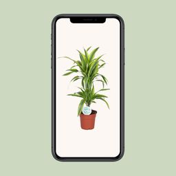 Dracaena Lemon Lime (19173)