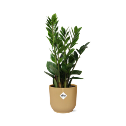 Zamioculcas – Hoogte 45-50 in ELHO Vibes Fold 14cm geel (21700)