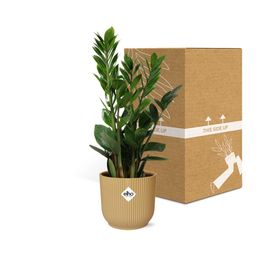 Zamioculcas – Hoogte 45-50 in ELHO Vibes Fold 14cm geel (21700)