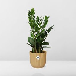 Zamioculcas – Hoogte 45-50 in ELHO Vibes Fold 14cm geel (21700)
