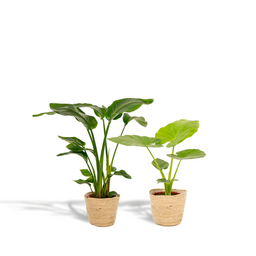 Strelitzia Nicolai - Alocasia Macrorrhiza - Mand Selin (8720955320238)