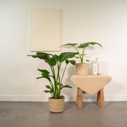 Strelitzia Nicolai - Alocasia Macrorrhiza - Mand Selin (8720955320238)
