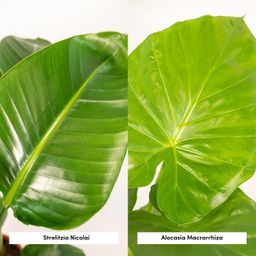 Strelitzia Nicolai - Alocasia Macrorrhiza - Mand Selin (8720955320238)