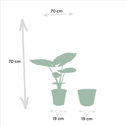 Strelitzia Nicolai - Alocasia Macrorrhiza - Mand Selin (8720955320238)