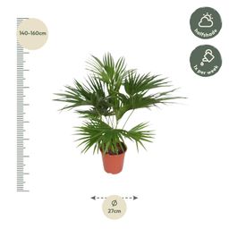 Livistona Chinensis - 150 cm - ø24 (8721055691037)