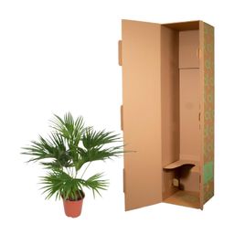 Livistona Chinensis - 150 cm - ø24 (8721055691037)