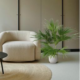 Livistona Chinensis - 150 cm - ø24 (8721055691037)