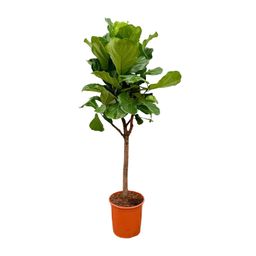 Ficus Lyrata boom - 180cm - ⌀30 (8721055693437)