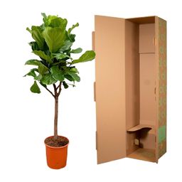 Ficus Lyrata boom - 180cm - ⌀30 (8721055693437)