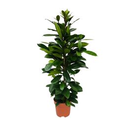 Ficus Cyathistipula (8720634287357)