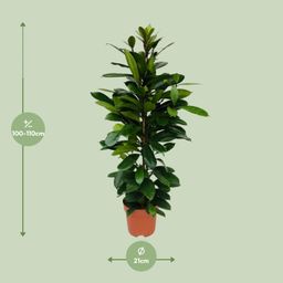 Ficus Cyathistipula (8720634287357)