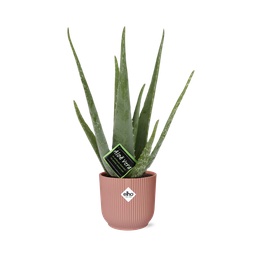 Aloe Vera 12cm in ELHO Vibes Fold 14cm roze (21709)