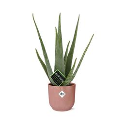 Aloe Vera 12cm in ELHO Vibes Fold 14cm roze (21709)