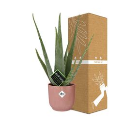 Aloe Vera 12cm in ELHO Vibes Fold 14cm roze (21709)