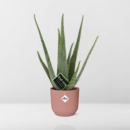 Aloe Vera 12cm in ELHO Vibes Fold 14cm roze (21709)