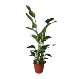 Strelitzia Nicolai (18846)