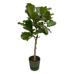Ficus Lyrata stam inclusief elho Greenville Round groen - 160 cm - Ø30 (8721081601512)