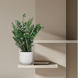 Zamioculcas Zamiifolia - 100 cm - ø27 (8721055692997)
