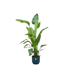 Strelitzia Nicolai inclusief elho Vibes Fold Round blauw (8721081601628)