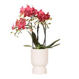 rode Phalaenopsis orchidee - Congo + Diabolo travertine (8785279221395)