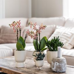rode Phalaenopsis orchidee - Congo + Diabolo travertine (8785279221395)