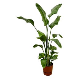 Strelitzia Nicolai inclusief elho Greenville Round bruin - 170 cm - Ø30 (8721081601550)