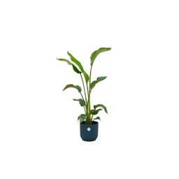 Combi deal - Strelitzia Nicolai inclusief elho Vibes Fold Round blauw Ø22 - 100 cm (8721055697619)