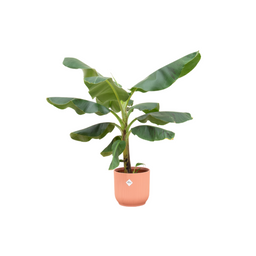 Combi deal - Bananenplant (Musa) inclusief elho Vibes Fold Round roze Ø22 - 100 cm (8721055697787)
