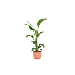 Combi deal - Strelitzia Nicolai inclusief elho Vibes Fold Round roze Ø22 - 100 cm (8721055697602)