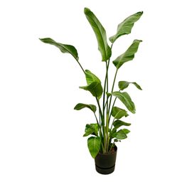 Strelitzia Nicolai inclusief elho Greenville Round zwart - 180 cm - Ø30 (8721081601406)