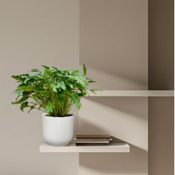 Philodendron Xanadu - 80 cm - Ø27 (8721055697268)