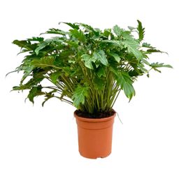Philodendron Xanadu - 80 cm - Ø27 (8721055697268)