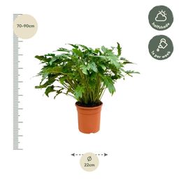 Philodendron Xanadu - 80 cm - Ø27 (8721055697268)