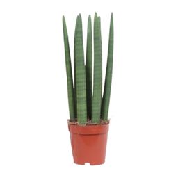 Sansevieria Straight (10113)