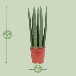 Sansevieria Straight (10113)