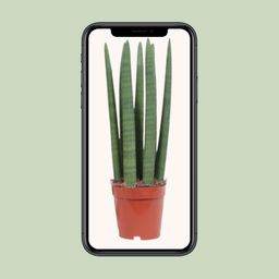Sansevieria Straight (10113)
