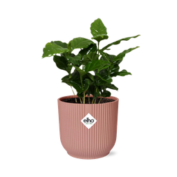 Coffea Arabica in ELHO Vibes Fold 14cm roze (21726)