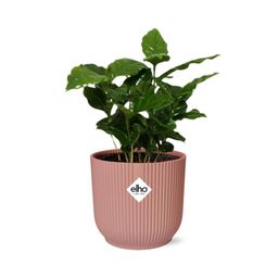 Coffea Arabica in ELHO Vibes Fold 14cm roze (21726)