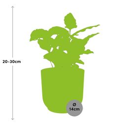 Coffea Arabica in ELHO Vibes Fold 14cm roze (21726)