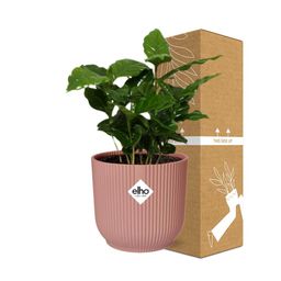 Coffea Arabica in ELHO Vibes Fold 14cm roze (21726)