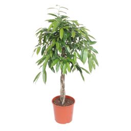 Ficus Amstel King gevlochten stam - 140 cm - ø30 (8721055690610)