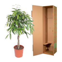 Ficus Amstel King gevlochten stam - 140 cm - ø30 (8721055690610)