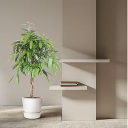 Ficus Amstel King gevlochten stam - 140 cm - ø30 (8721055690610)