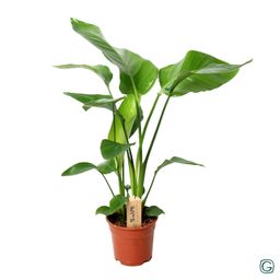 Strelitzia Nicolai P17 3 Stek (22111)