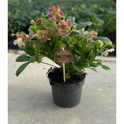 Helleborus Viv Victoria 17 CM (22595)