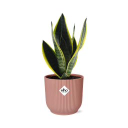 Sansevieria Futura Superba in ELHO Vibes Fold 14cm roze (21802)