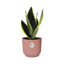 Sansevieria Futura Superba in ELHO Vibes Fold 14cm roze (21802)