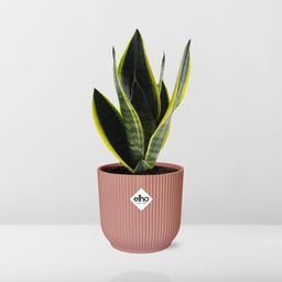 Sansevieria Futura Superba in ELHO Vibes Fold 14cm roze (21802)