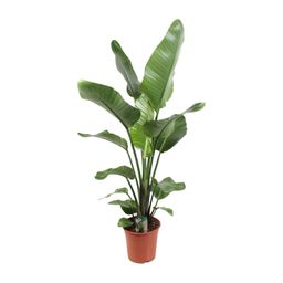 Strelitzia Nicolai 21 Cm (23189)
