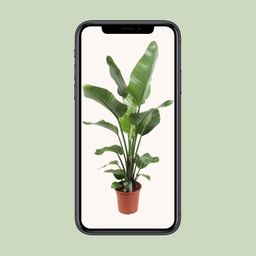 Strelitzia Nicolai 21 Cm (23189)